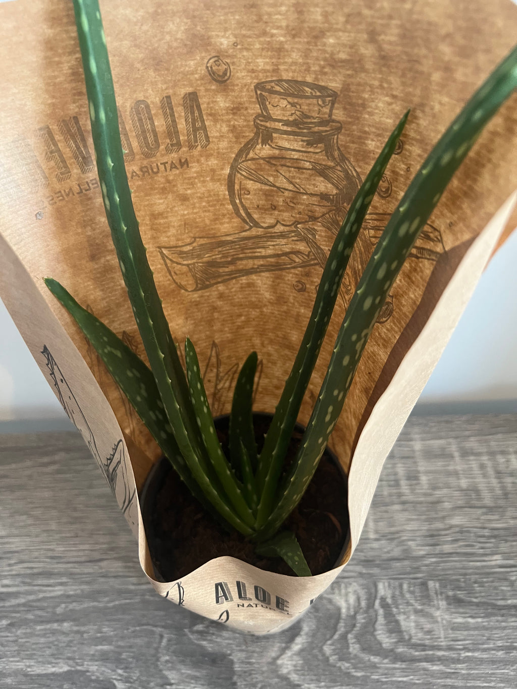 Aloe Vera