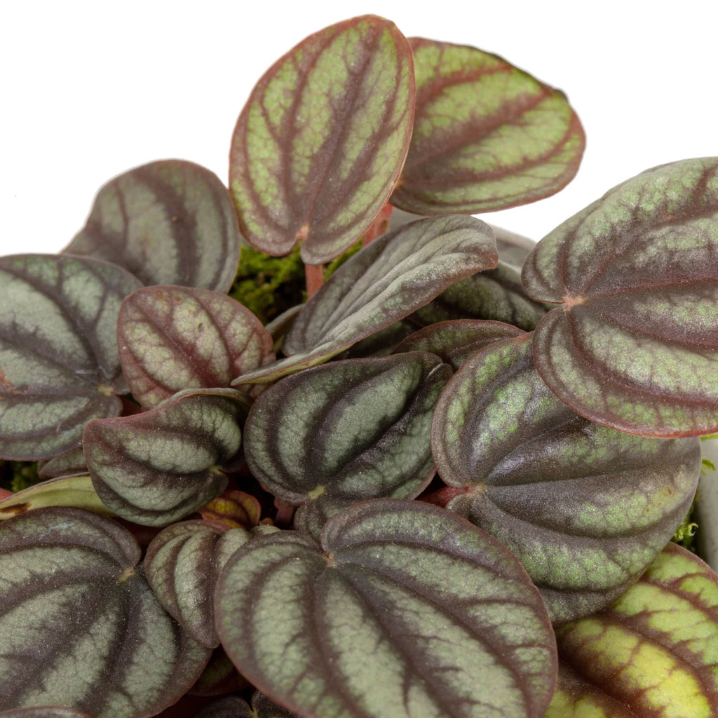 Peperomia Piccolo