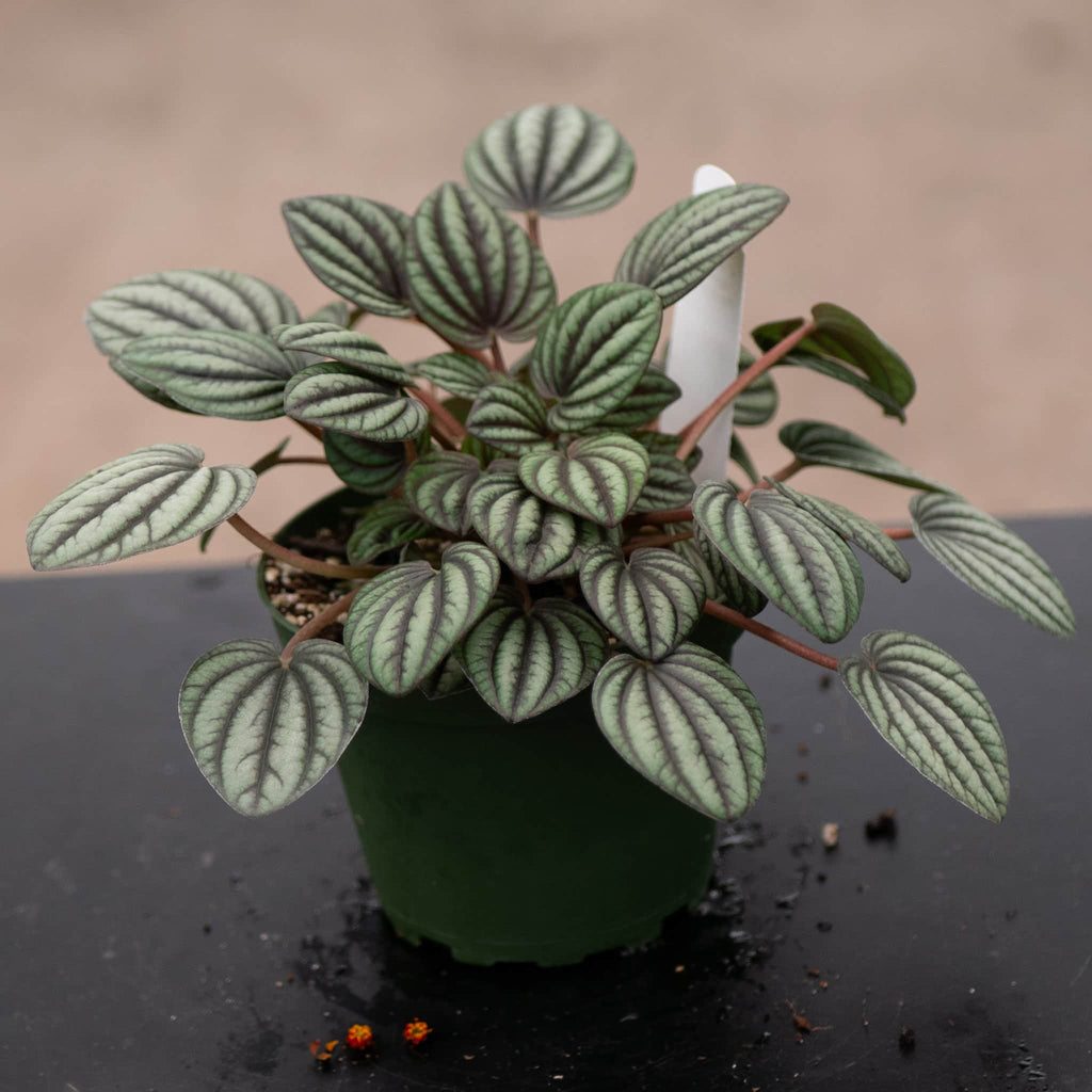 Peperomia Piccolo