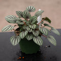 Peperomia Piccolo