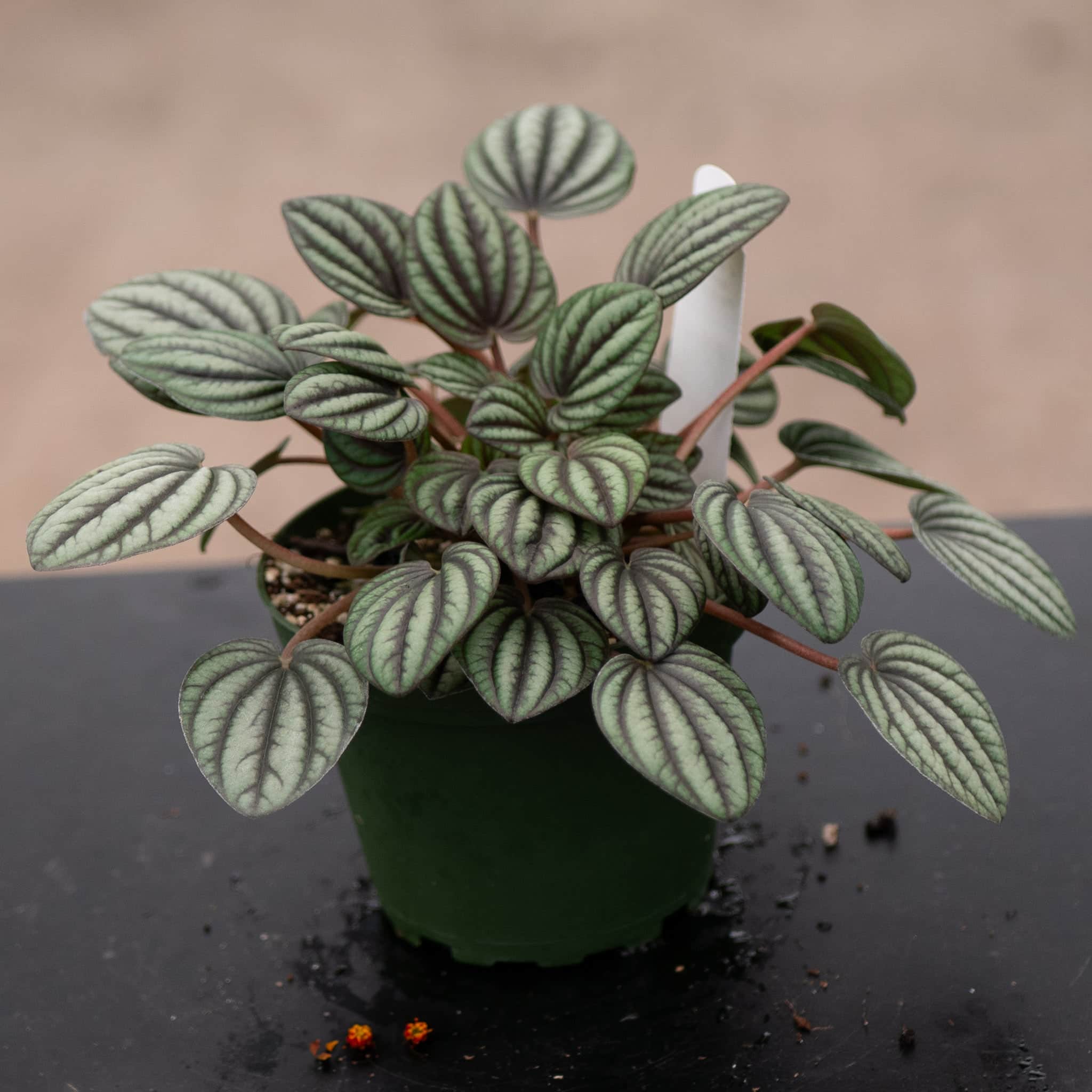 Peperomia Piccolo