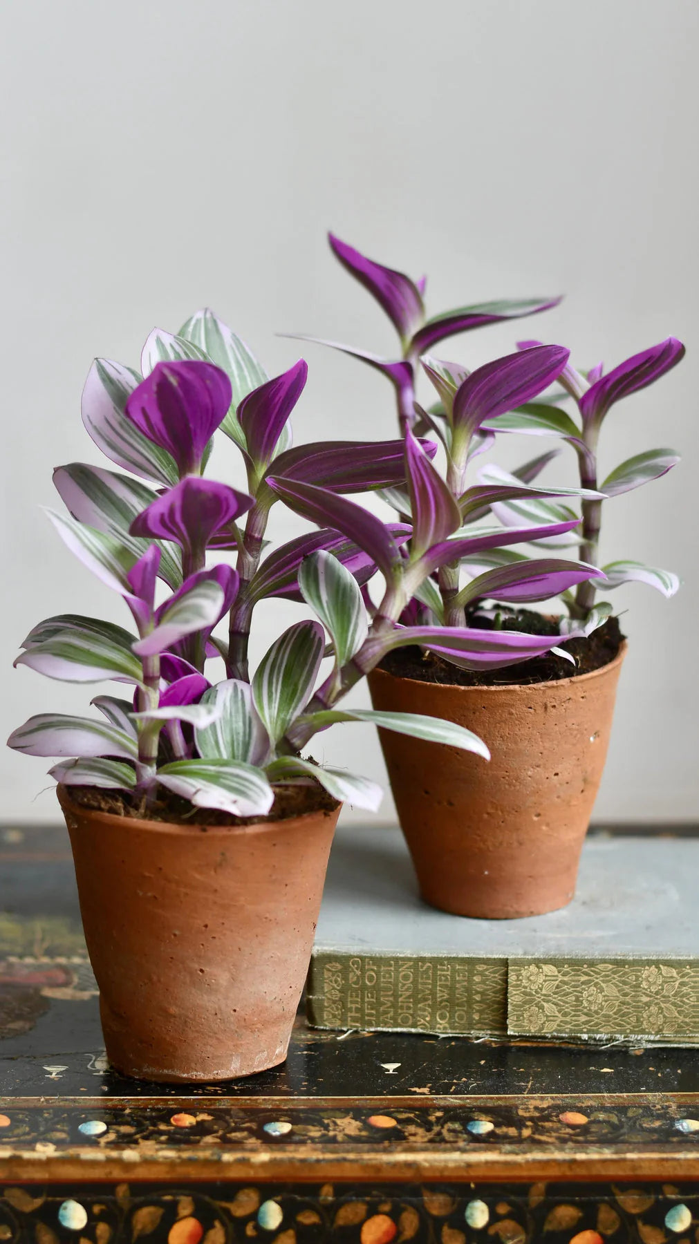 Tradescantia Nanouk